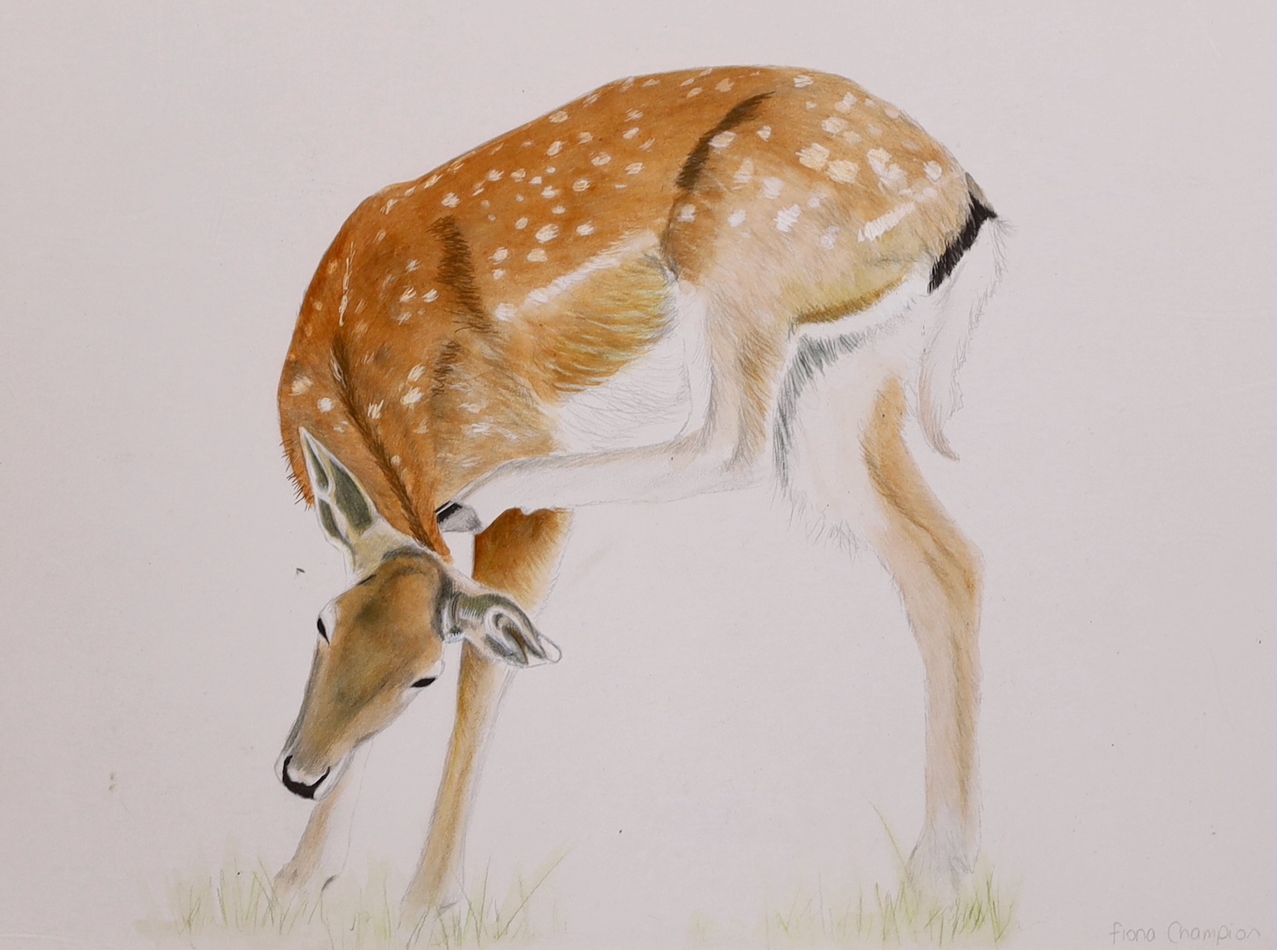 Fiona Champion (Contemporary), watercolour and pencil, ‘Balancing act’, signed, mounted, unframed, 39cm x 29cm
